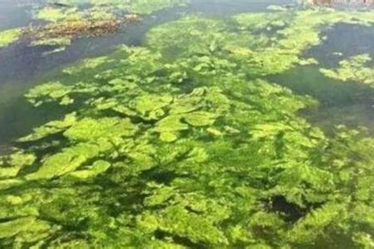 磷肥可以杀青苔吗