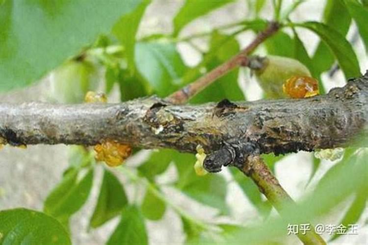 山核桃打硼肥什么时候最佳