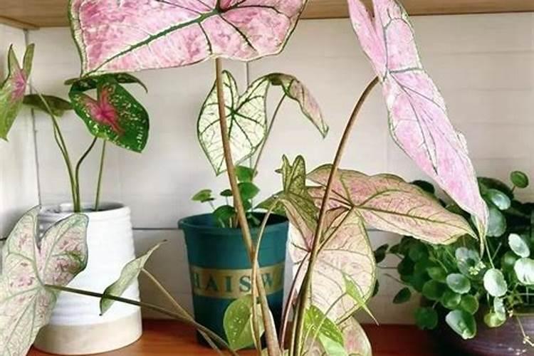 如何养好花叶芋,花叶芋的养殖方法