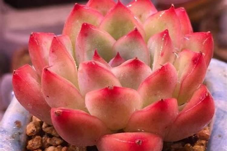 多肉植物施什么肥容易爆盆