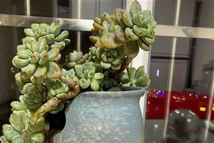 多肉施什么肥最好