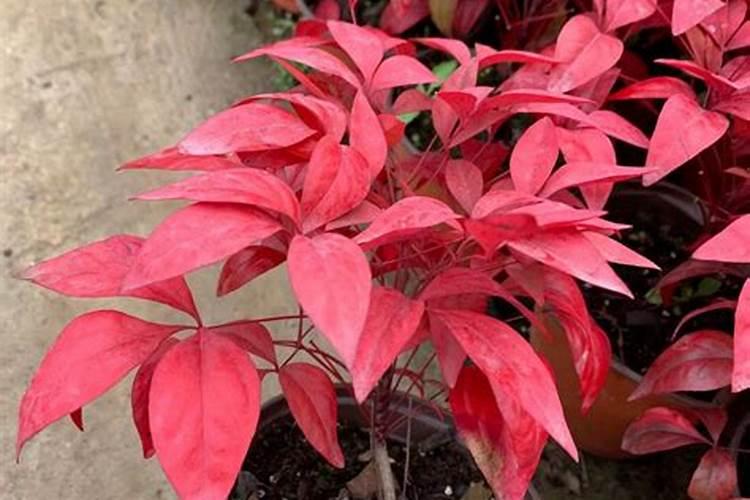 枫树春天是什么颜色