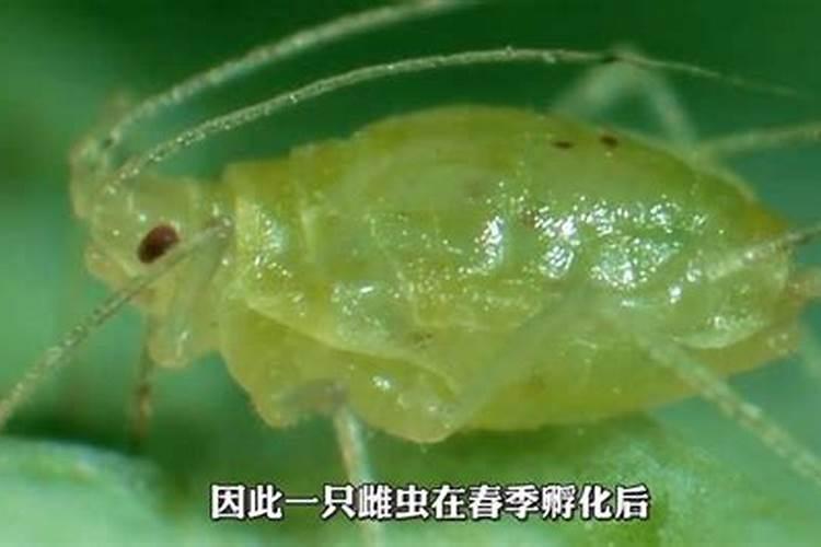 打了保花保果和叶面肥后为什么蚜虫多？