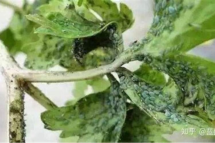 为什么菜园子会蚜虫爆发果园菜园子蚜虫爆发