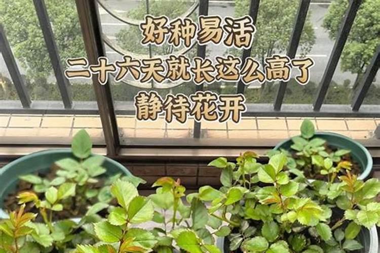 磷酸二氢钾可以浇长寿花吗