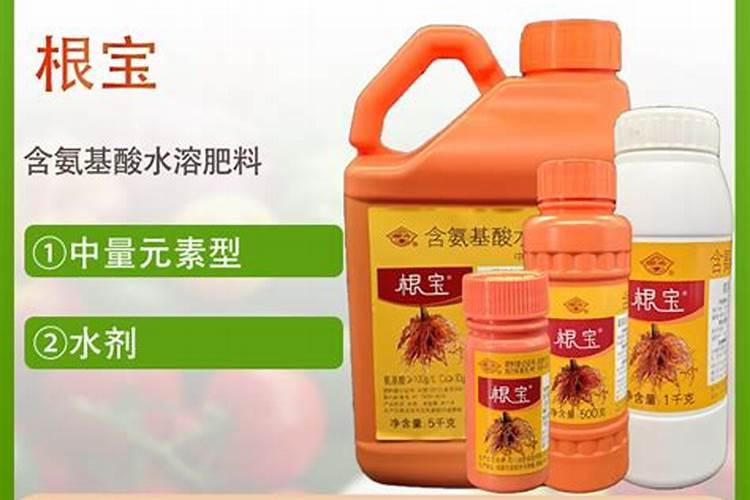 玉米叶片茎部发红 缺什么