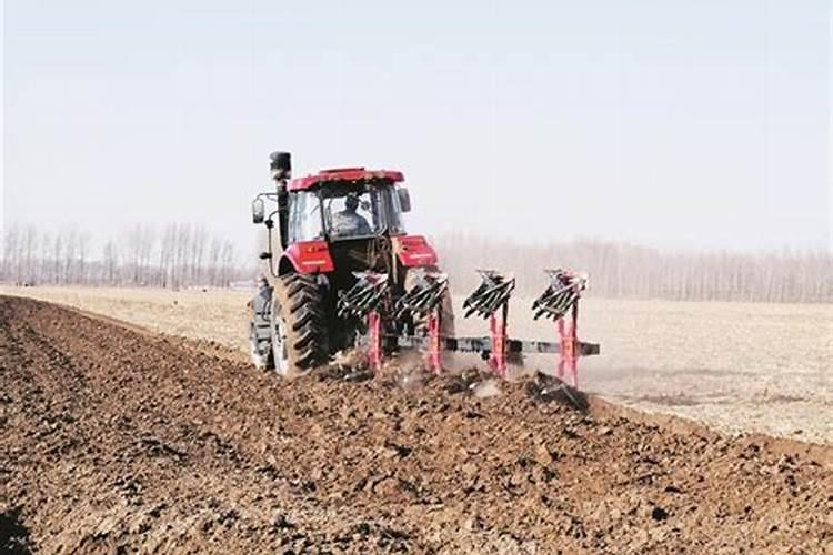 沙土地种大蒜最佳肥料