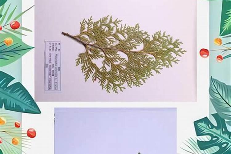 金钱树要怎么养？