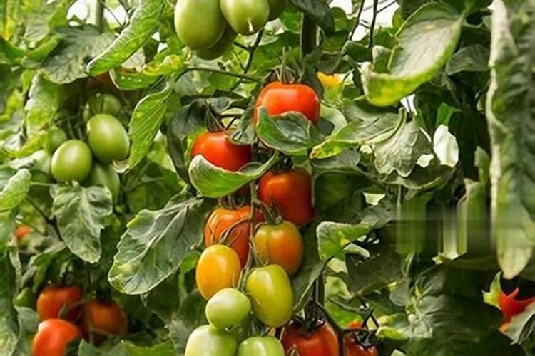 番茄怎样施肥及管理