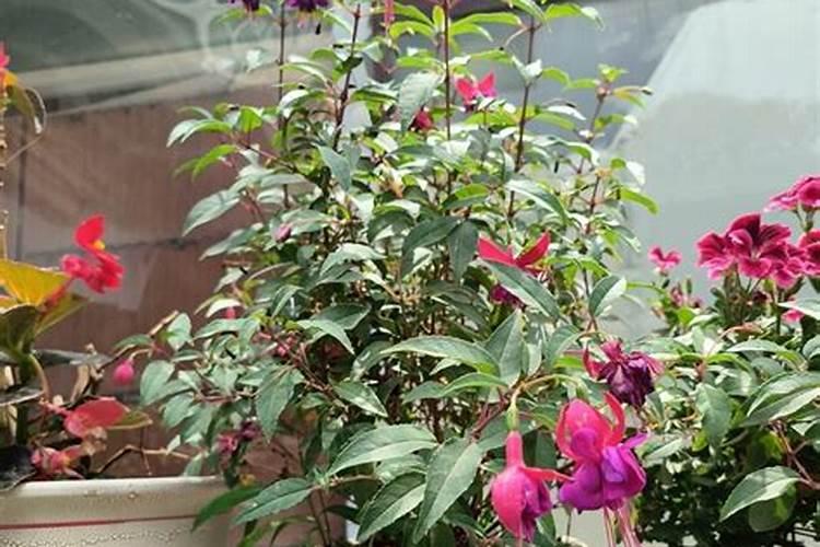 植物吊钟的培植方法