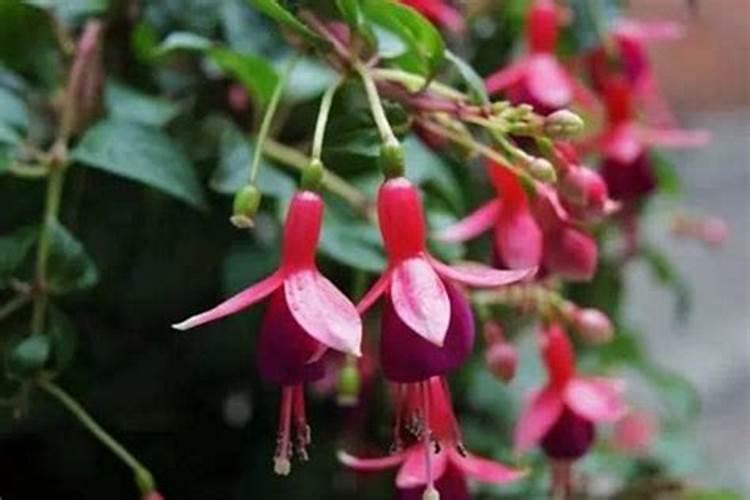 吊钟海棠花的养殖方法介绍