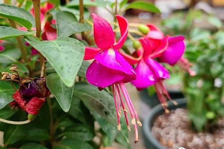 如何修剪吊钟花？