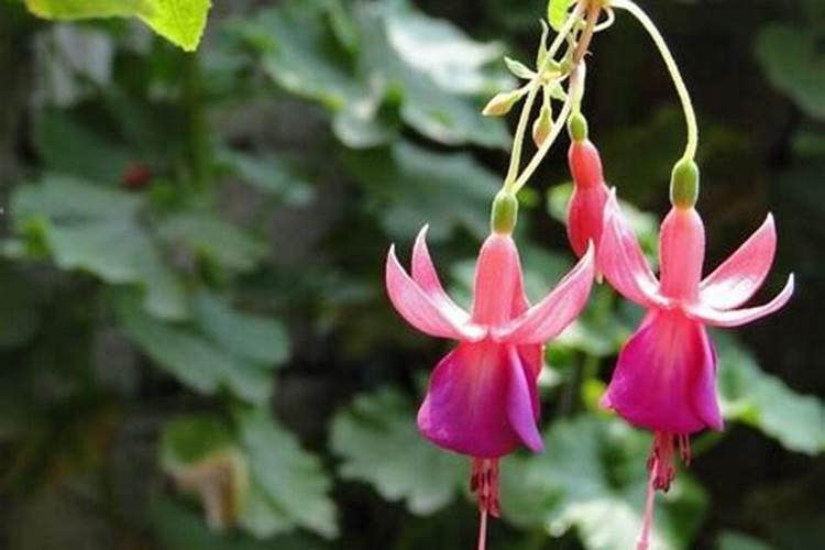 吊钟花施什么肥料