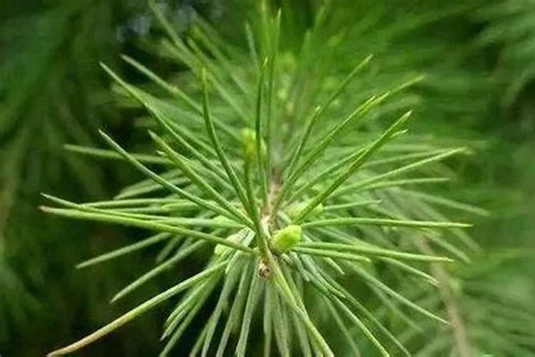 落叶松的松针能做家养植物肥料么