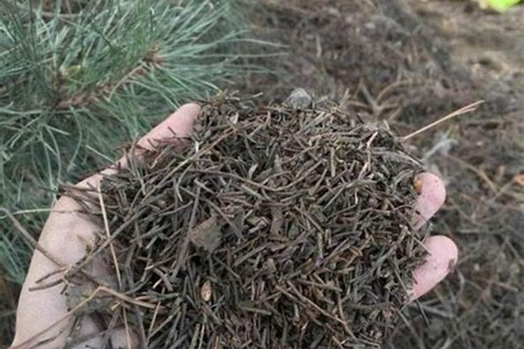 松针可以做肥料吗