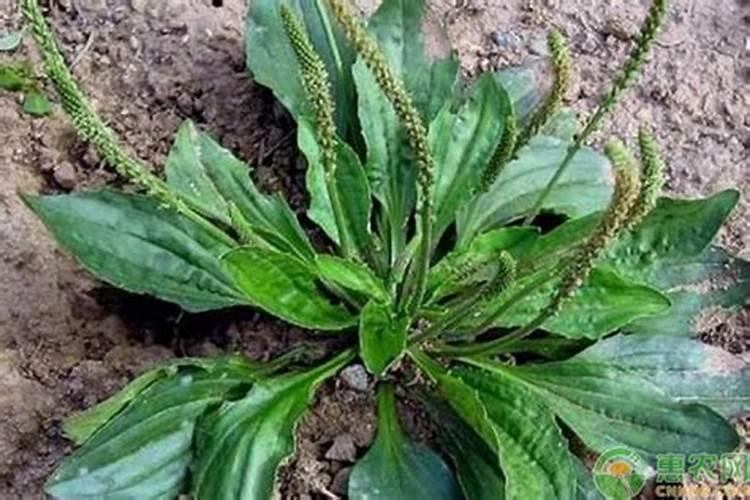 车前草穗枯病防治方法