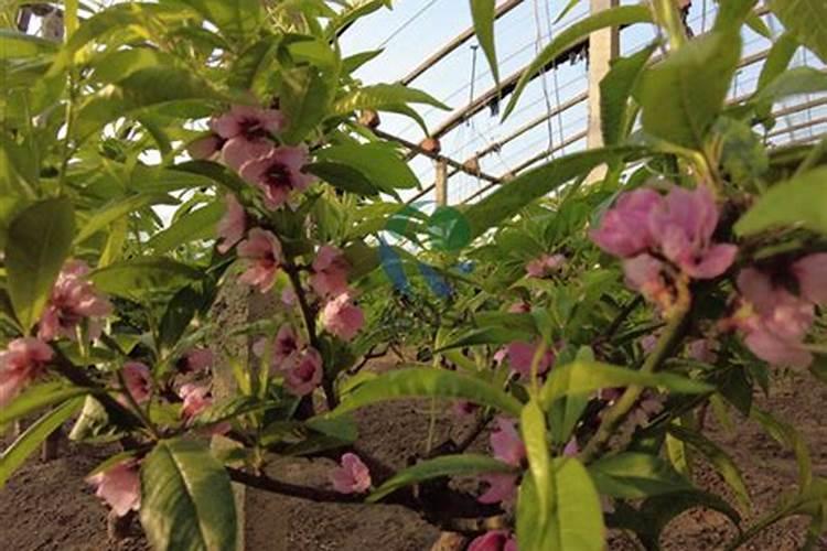 桃树花谢后用什么肥料？可以用桃树水溶肥吗？