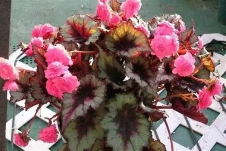 大桂花树的养殖方法 以速效氮肥为主