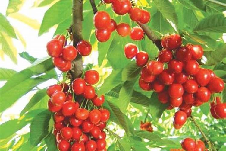 樱桃结果期冲施什么肥料好？樱桃膨果期用哪种水溶肥效果好？
