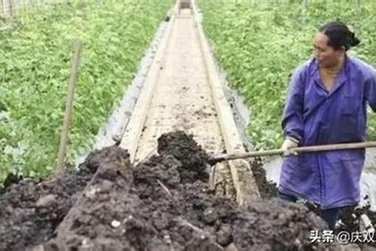 谈谈自制有机肥堆肥腐熟的方法及必要性