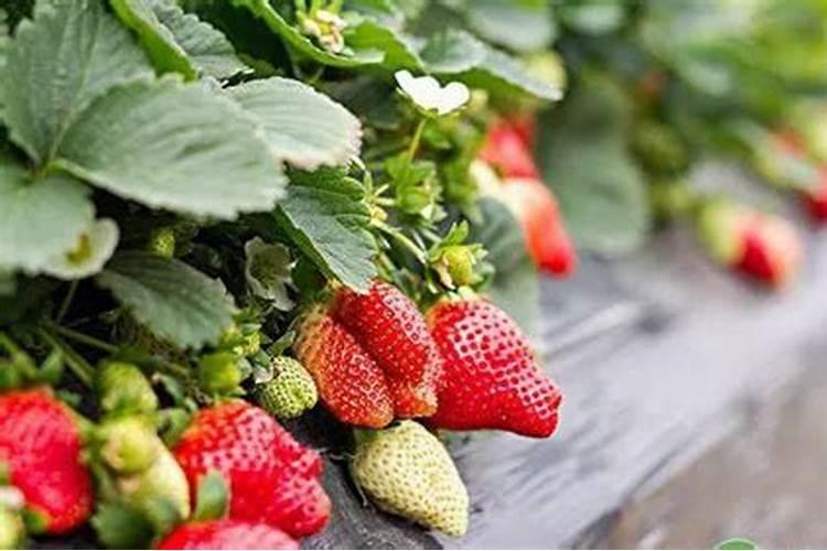 养花为什么不建议用营养土;用营养土种花还需要施肥吗