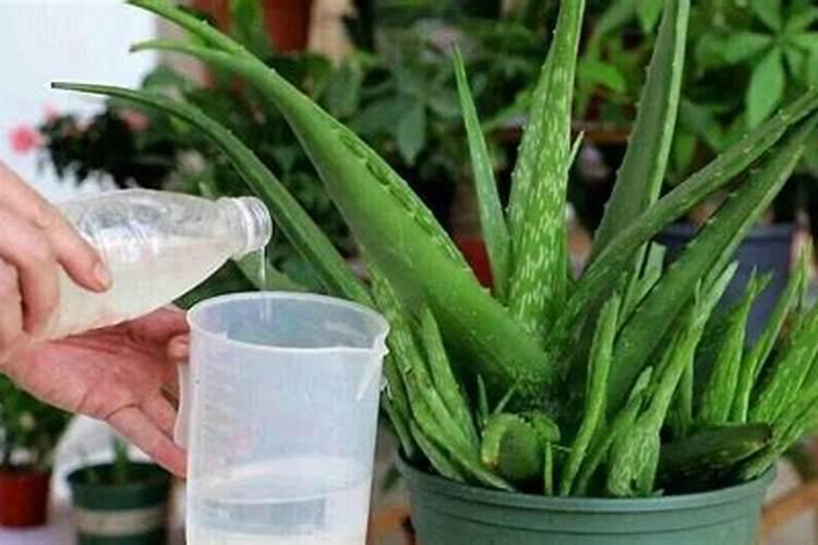 钾肥氮肥磷肥对植物的作用