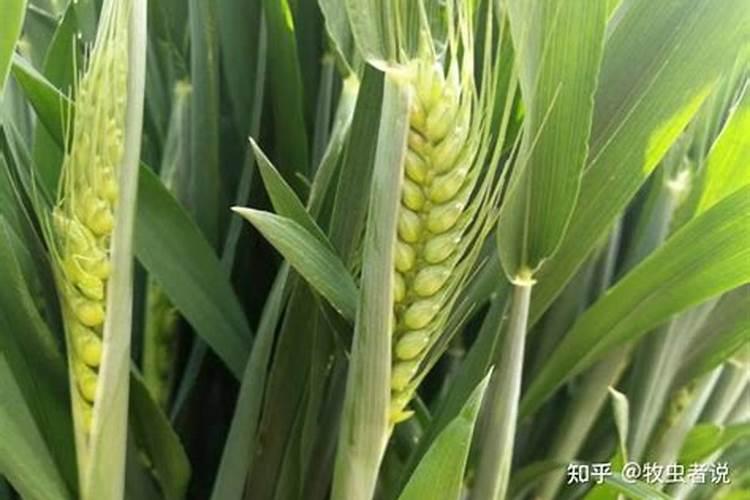 小麦浇反青水使含硝态氮含钾肥好还是尿素好