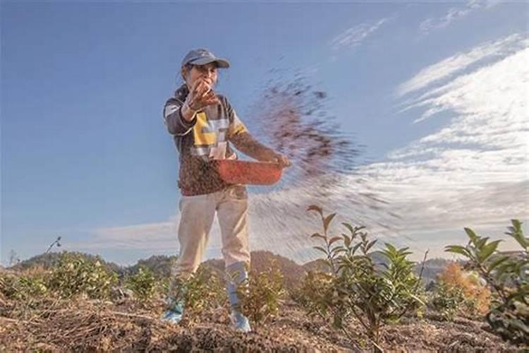 种植茶叶注意事项