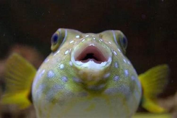 鱼豆腐和鱼丸是一回事么？