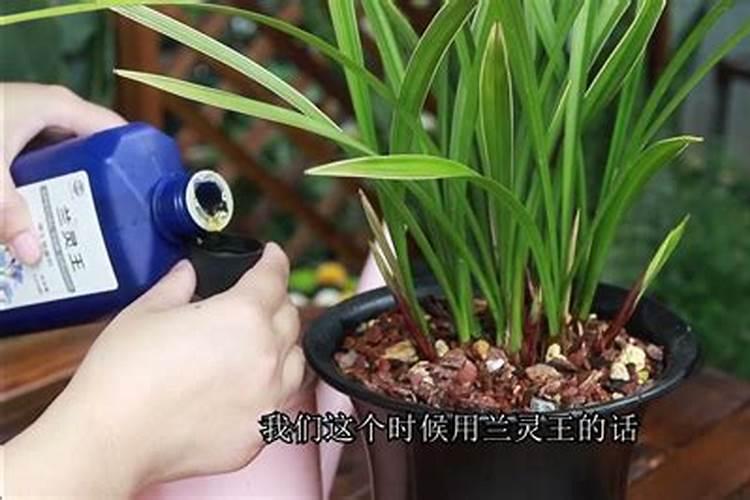 兰花冒出花箭和新芽需要怎么养护