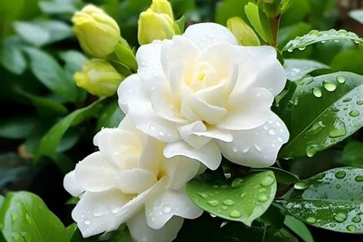 栀子花最好用的肥料是什么？