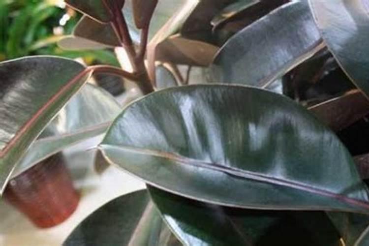 盆栽植物的种类有哪些？