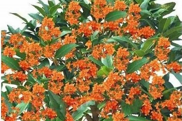 桂花枯叶病喷什么药