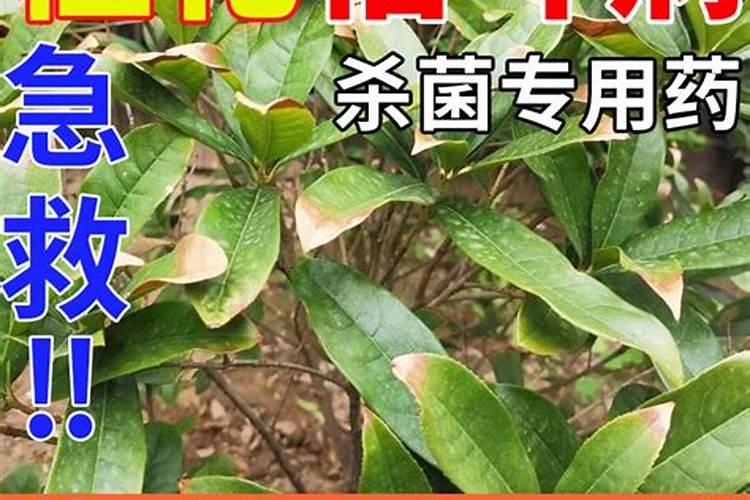 什么地方能买到桂花叶尖干枯药 用什么药效果好