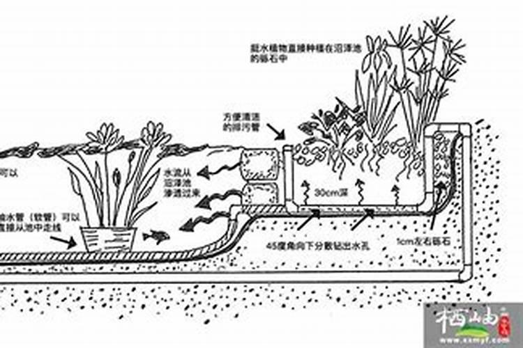 什么种类的水生植物好养？