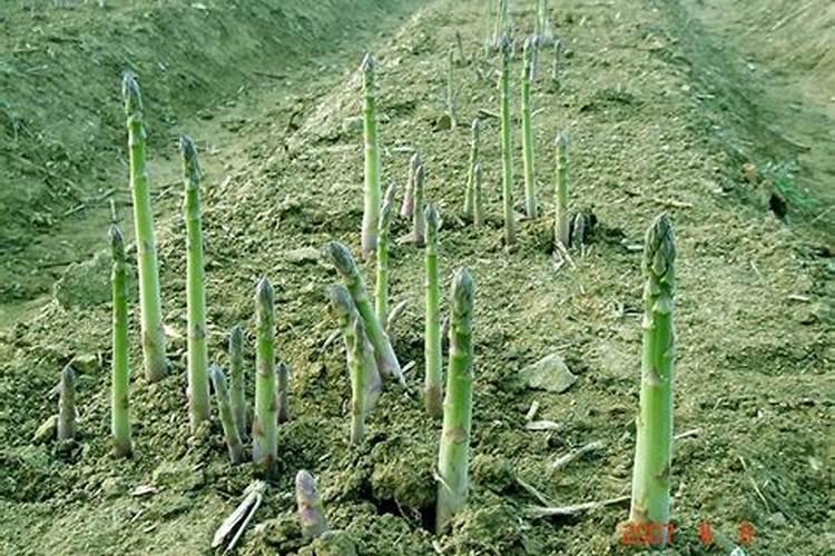芦笋施什么肥最好