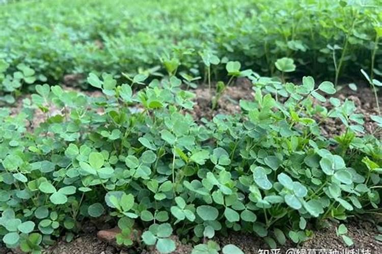 紫花苜蓿草蛋白质含量