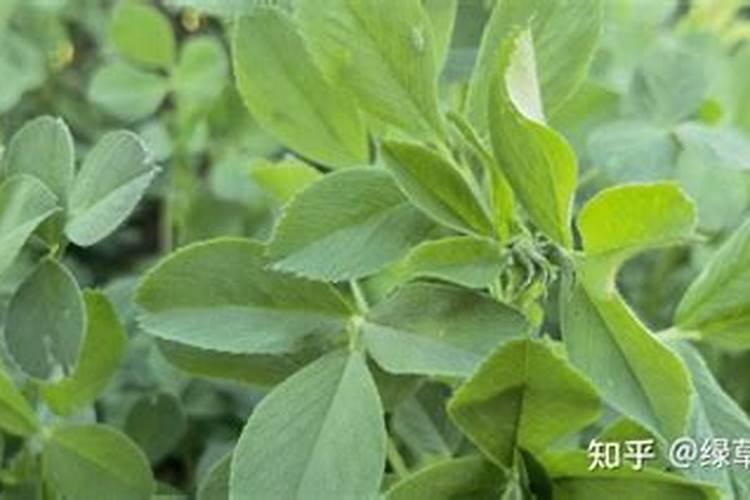 草场能种苜蓿草吗