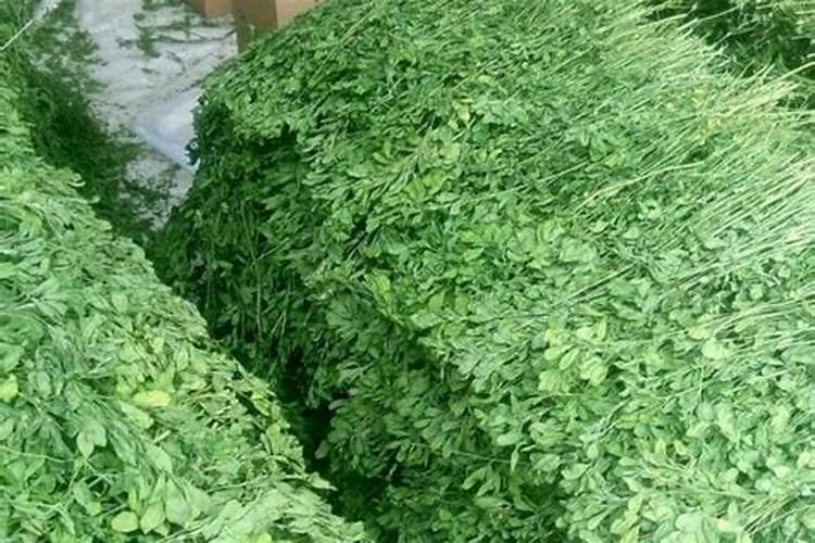 什么草可做鸭饲料