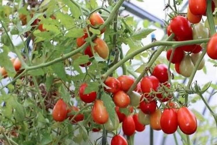 元素周期表中前20号元素及其常见化合物的性质