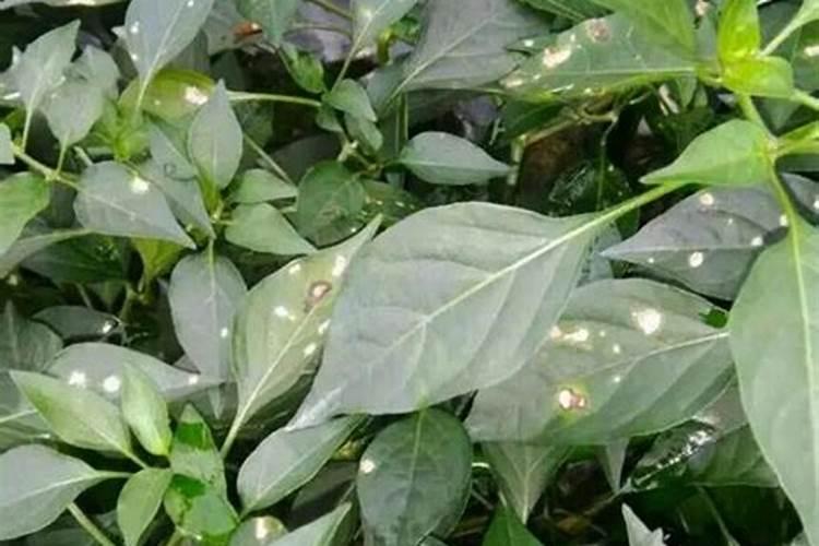 黄杨叶子白斑如何防止(黄杨叶片发白)