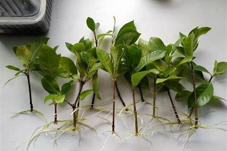 月季光杆插的发芽了多久要施肥吗？