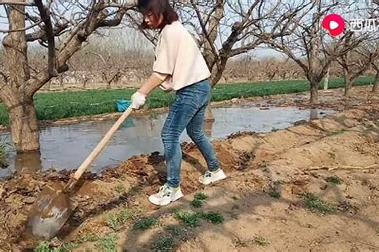 梨树什么时候施肥料最好