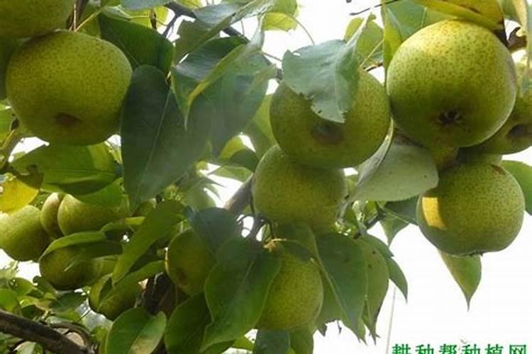 梨树追肥注意什么
