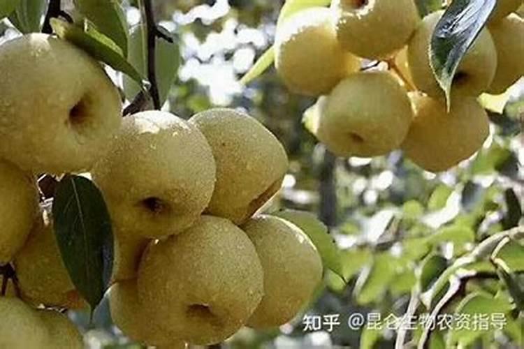 对梨树的追肥时间和用量是什么？