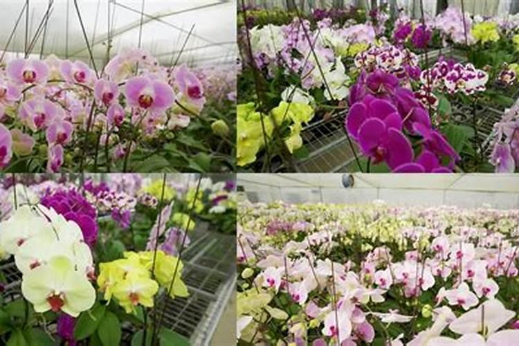 西兰花种植时间和方法 栽培技术和管理