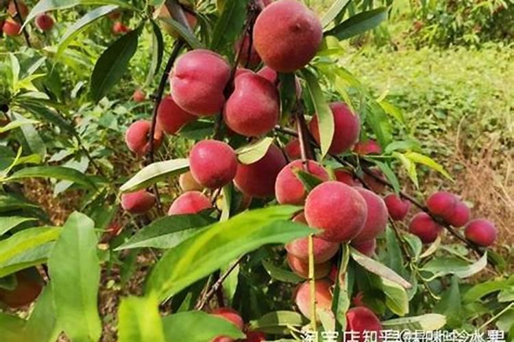 对于桃子不上色的情况用什么药好