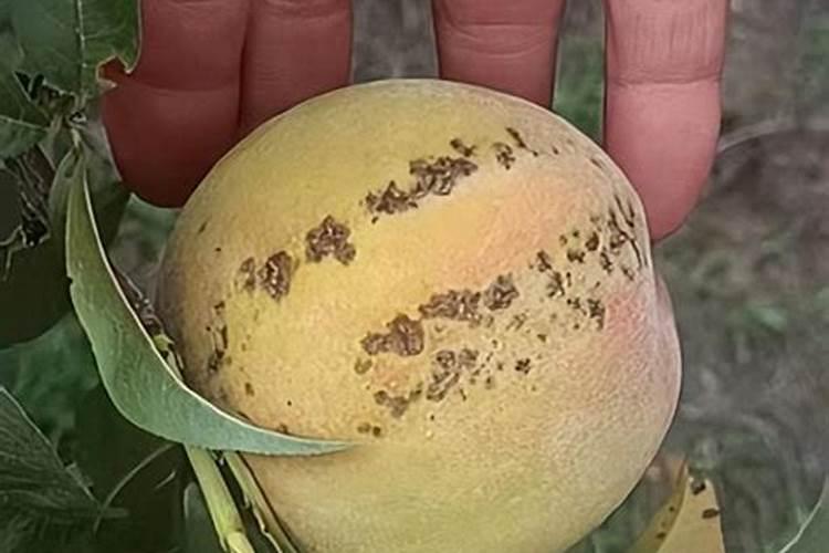 当桃子不上色的时候用啥药合适