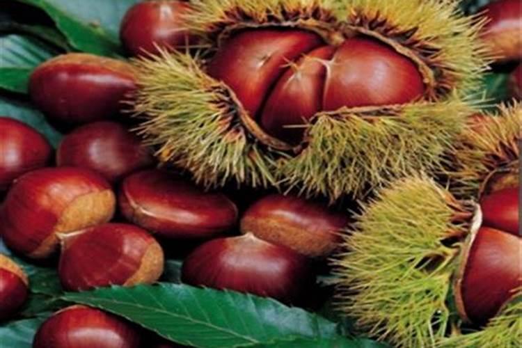 板栗膨果期施肥时间和要点