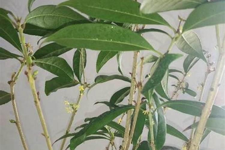 桂花今年没开花什么原因